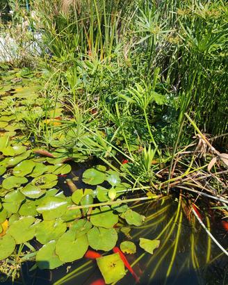 Piante acquatiche laghetto