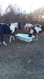 Cavalla avelignese gravida e stallone pezzato