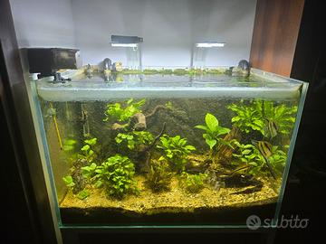 acquario completò 160 lotti
