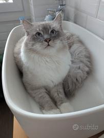 Gatto Siberiano