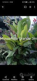 Musifolia Grande, Musifolia rubra, banano, alocasi