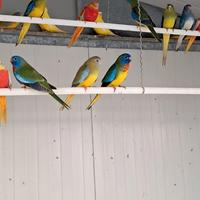 Neophema parrocchetti