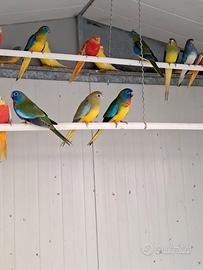 Neophema parrocchetti