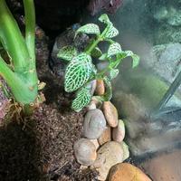 🌿 Mini Fittonia Verde