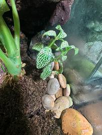 🌿 Mini Fittonia Verde