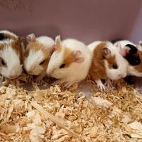 Baby cavie/porcellini d'india appena nati