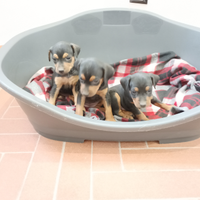 Cucciolo maschio di Pinscher Nano (Zwergpinscher)