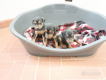 Cucciolo maschio di Pinscher Nano (Zwergpinscher)