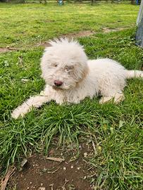 Cucciolo di Lagotto Romagnolo con pedigree