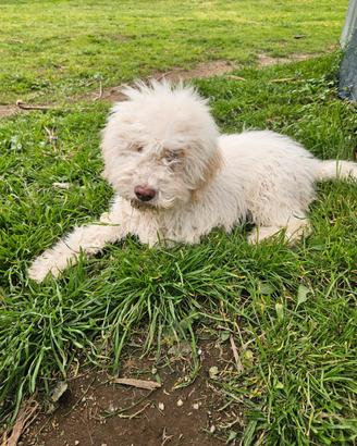Cucciolo di Lagotto Romagnolo con pedigree