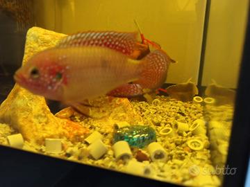 Pesce hemichromis bimaculatus