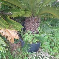 cycas piante da giardino