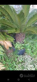 cycas piante da giardino