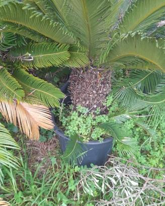 cycas piante da giardino