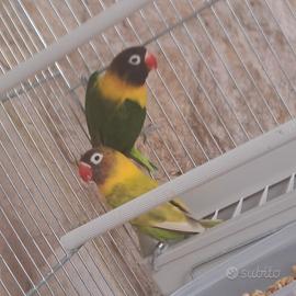 Coppia di Inseparabili personada