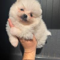 Pomerania/Spitz tedesco nano