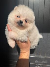 Pomerania/Spitz tedesco nano