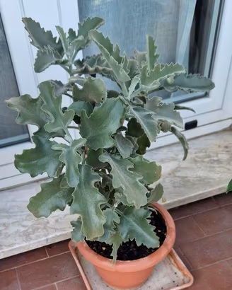 Kalanchoe Beharensis