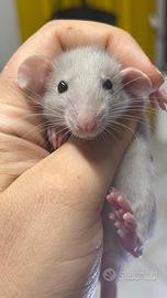ADORABILI CUCCIOLI DI RATTO DOMESTICO selezionati