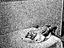 Immagine 11