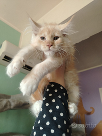 Maine coon con pedigree