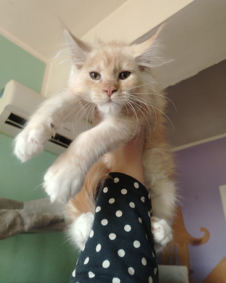 Maine coon con pedigree