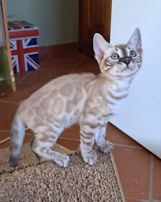 Ultima femmina Bengala Snow Lynx con pedigree ANFI