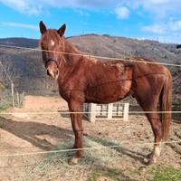 Cavallo S.I. 3 anni