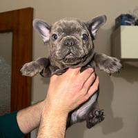 Bull dog francese