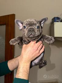 Bull dog francese