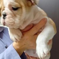 Cuccioli di Bulldog inglese