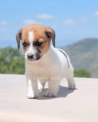 Cucciolo di Jack Russell disponibile