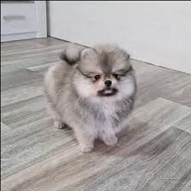 Spitz di pomerania