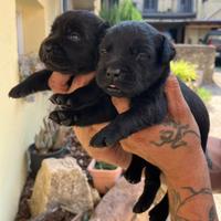 Cuccioli Labrador Neri