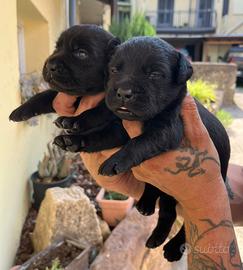 Cuccioli Labrador Neri
