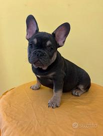 Cucciolo di bulldog francese esotico