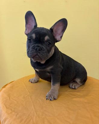 Cucciolo di bulldog francese esotico