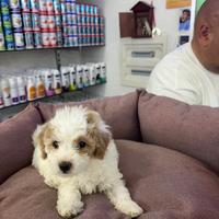 Maltipoo particolor mini