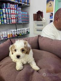 Maltipoo particolor mini