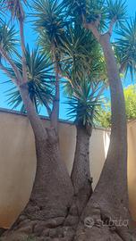 Yucca gigante Elephantipes