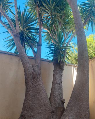 Yucca gigante Elephantipes