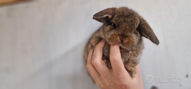 Coniglia minilop