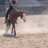 Mezza fida cavallo