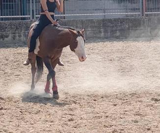 Mezza fida cavallo