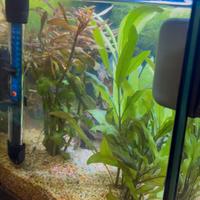 Aqpet acquario in vetro NUOVO