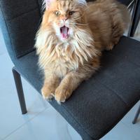 Maine coon femmina intera di 1 anno