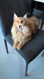Maine coon femmina intera di 1 anno
