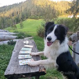 Accoppiamento Border Collie maschio