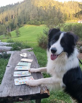 Accoppiamento Border Collie maschio