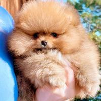 Spitz di pomerania femmibuccia pedigree